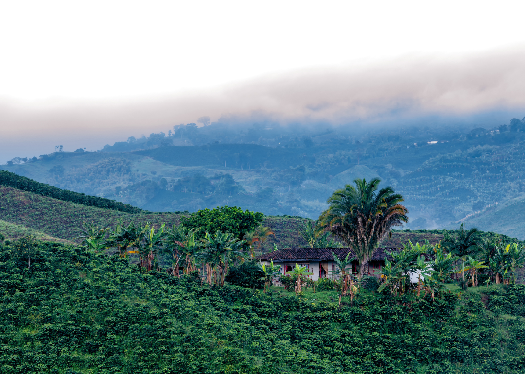 Coffee plantation in the predawn light near Manizales.