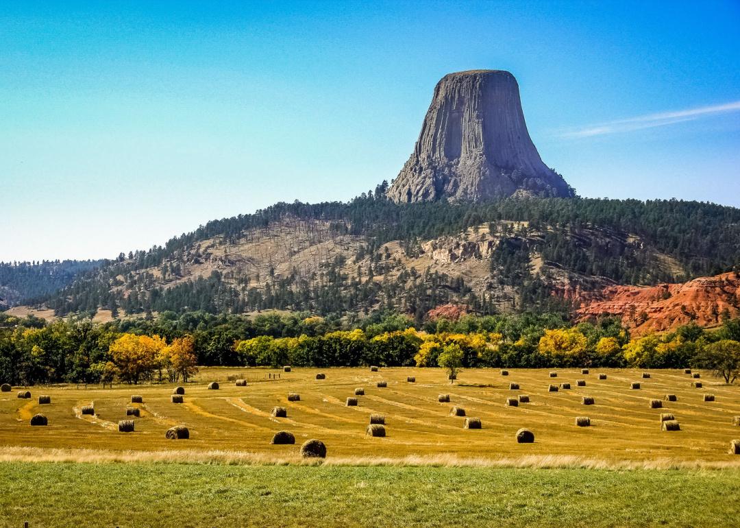 Devils Tower above hayfield in autumn.