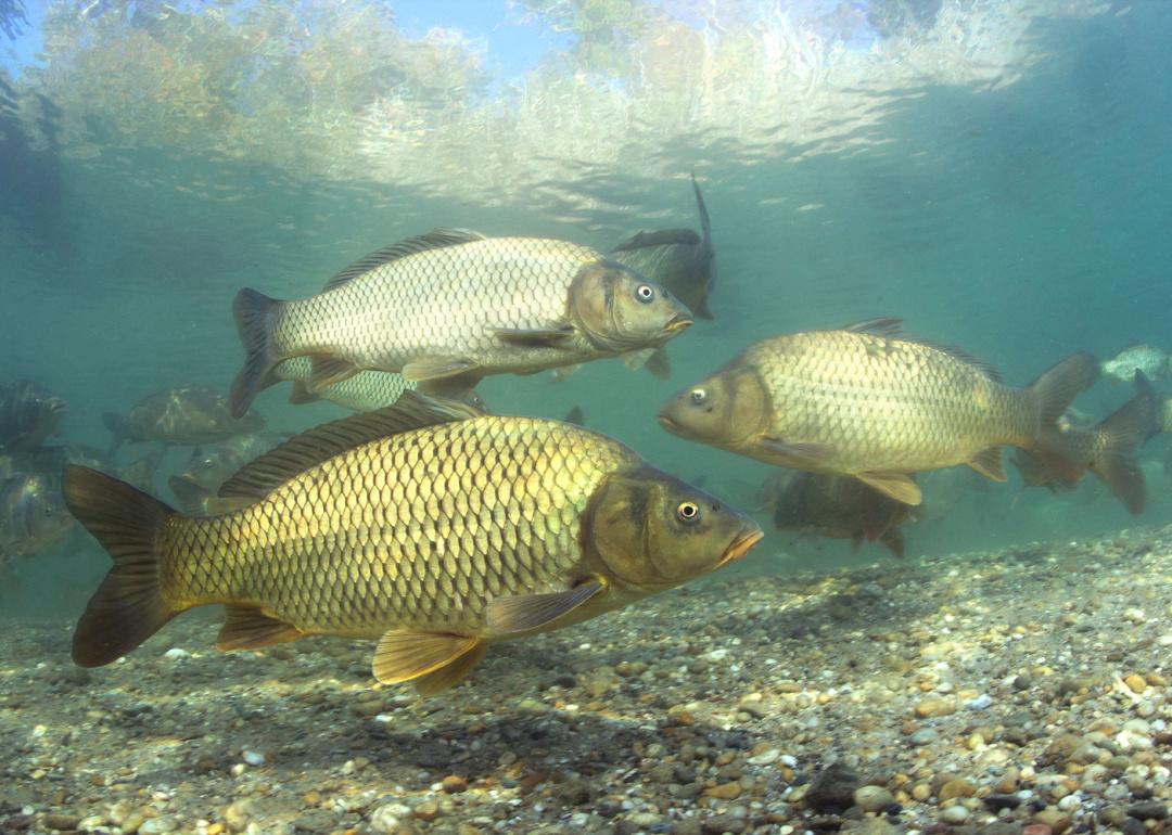 Perryville man shoots state record bighead carp - KBSI Fox 23 Cape  Girardeau News