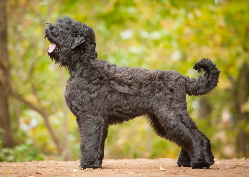 Black Russian Terrier dog profile standing.