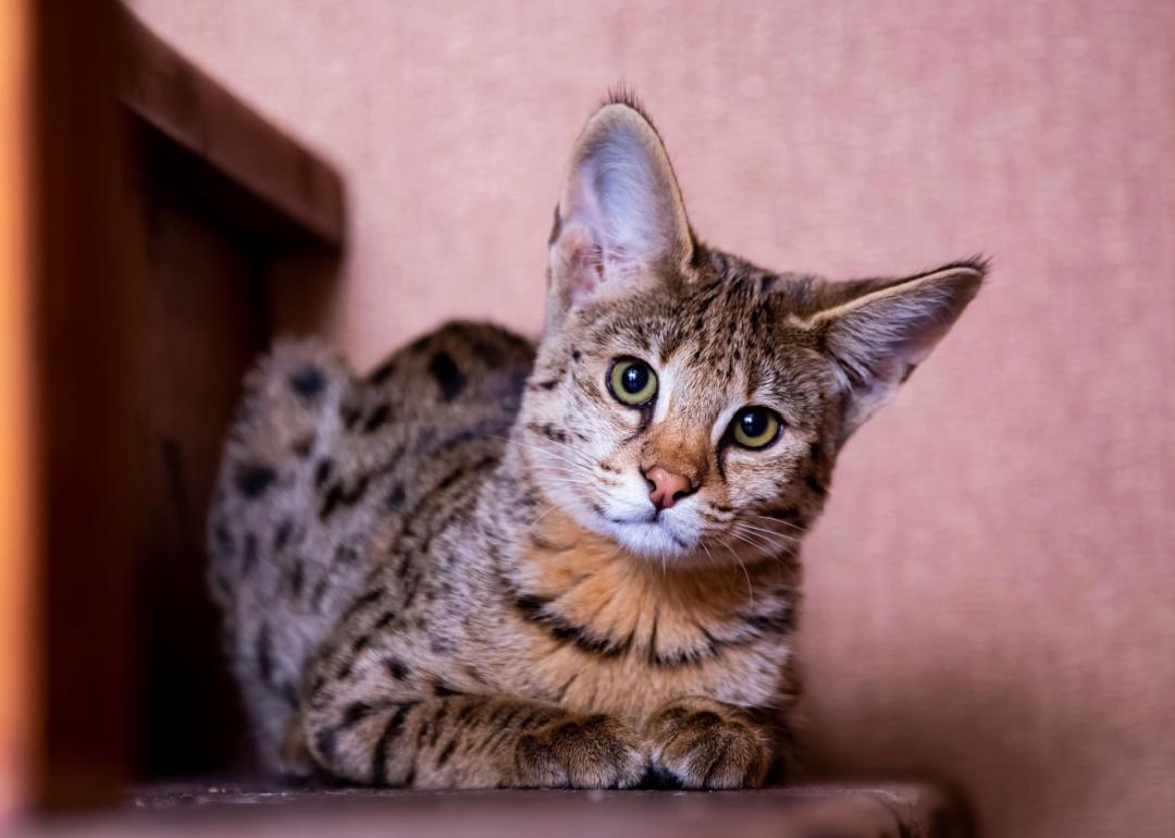 Savannah cat sitting on stairs