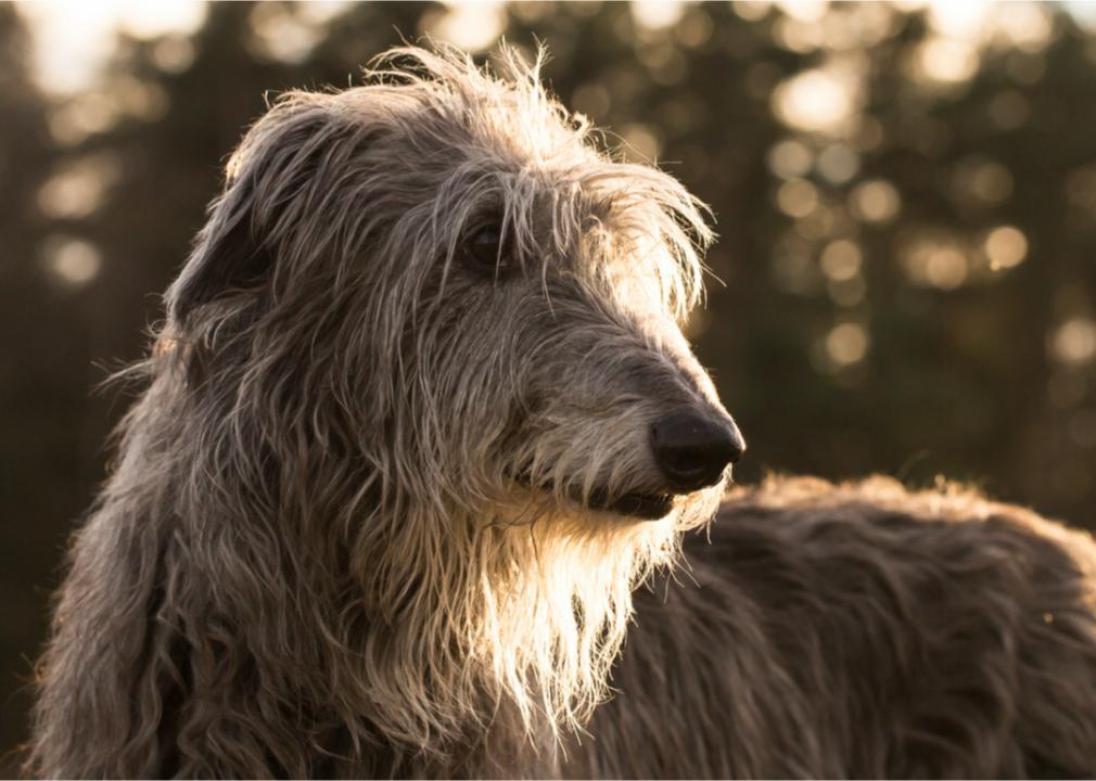 A close up of a Scottish deerhound outside. 