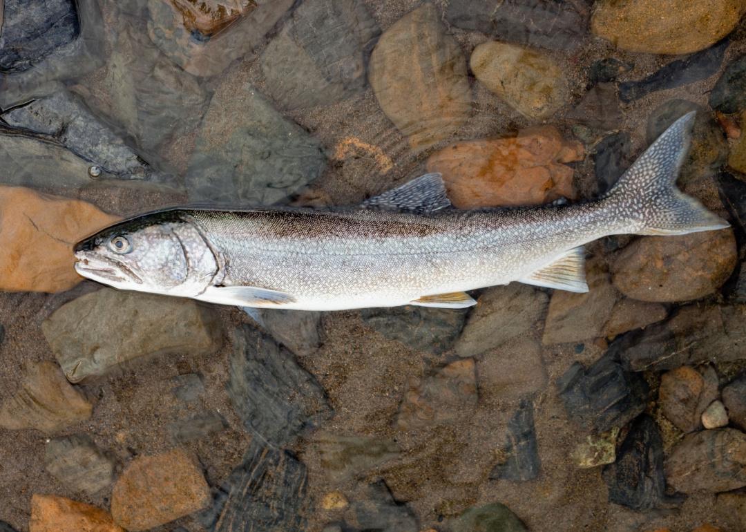 Freshly caught Lake Trout in shallow water