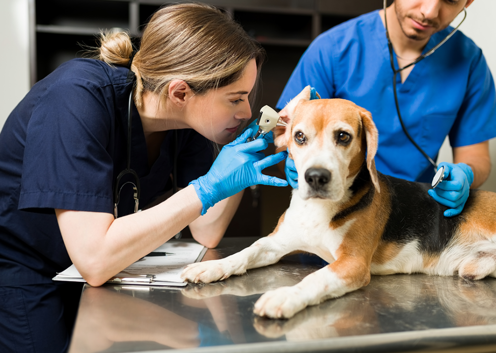 Vet tech using an otoscope to examine beagle.
