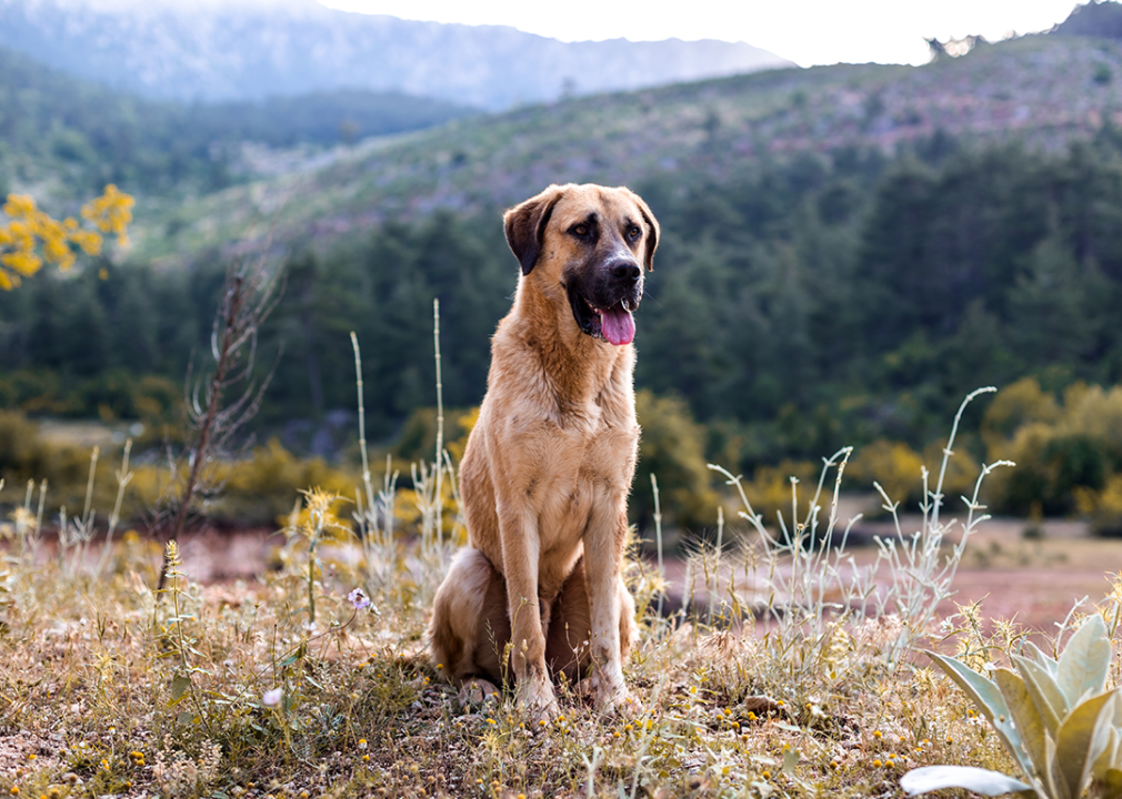 Anatolian shepherd sitting outdoors in nature.