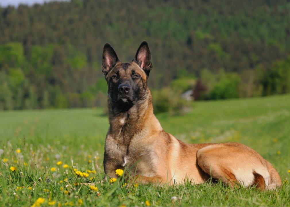 A Belgian Malinois lays in a grassy meadow. 