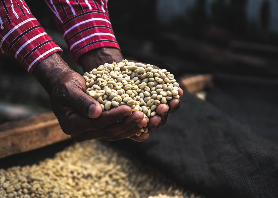 Hands holding coffee beans.