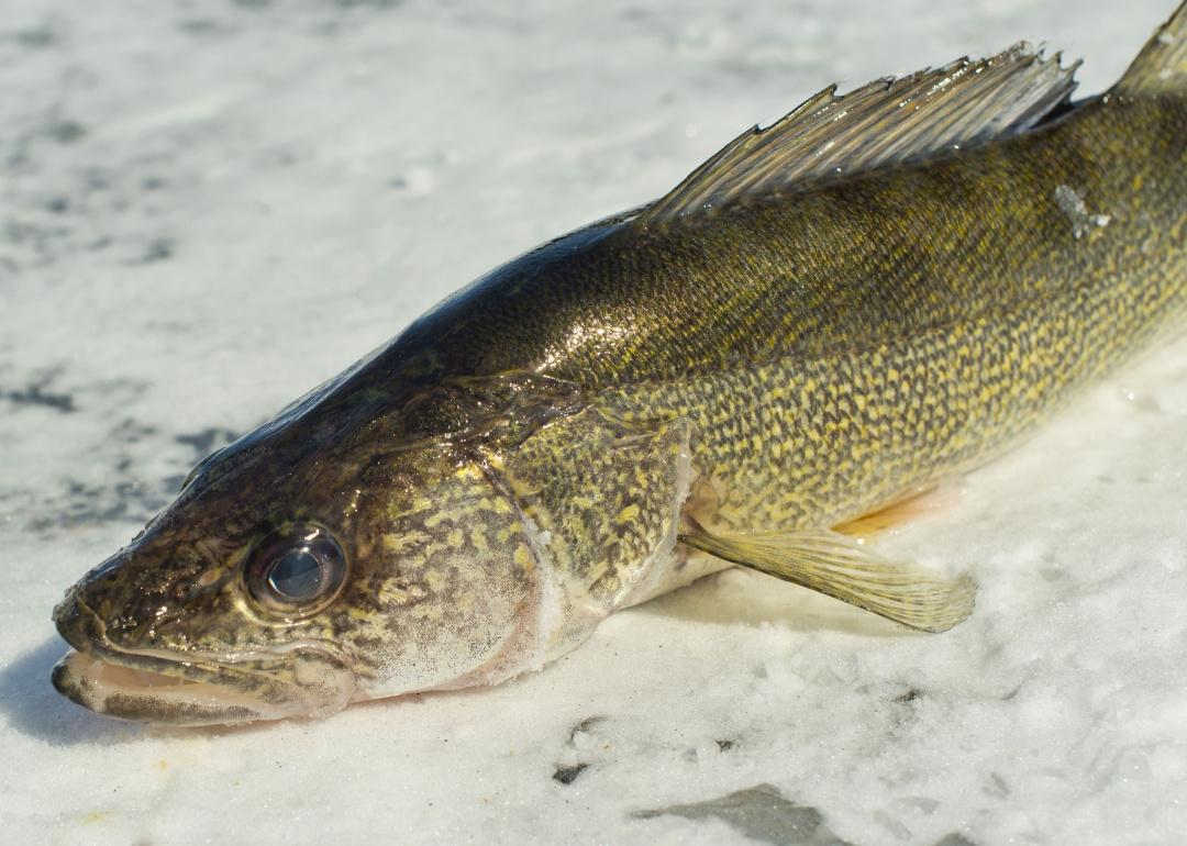 Record fish caught in Missouri