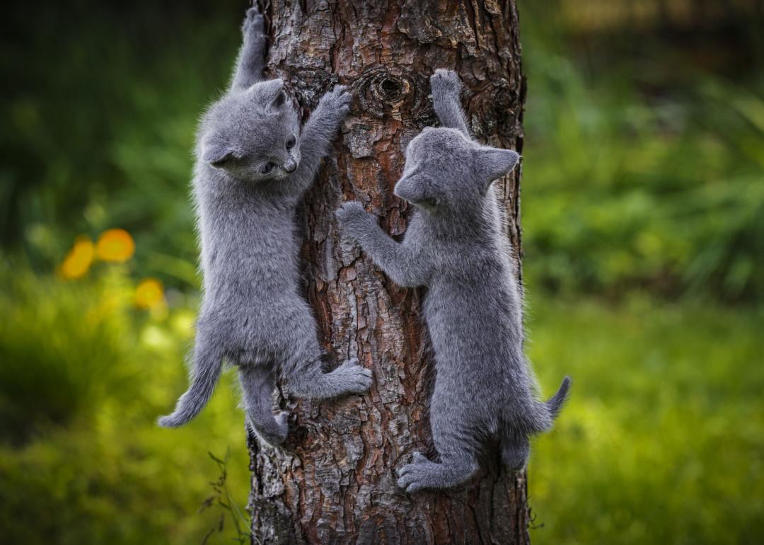 Russian blue kittens climbing tree