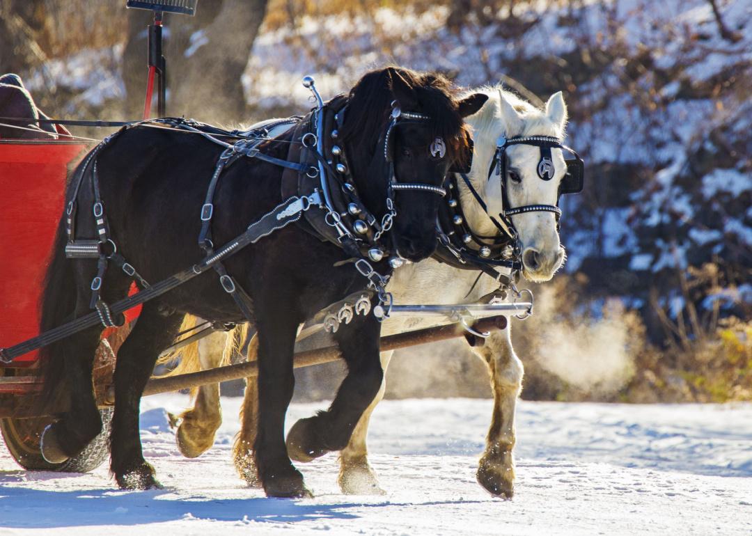 Carriage horses in snow wearing harness bells.