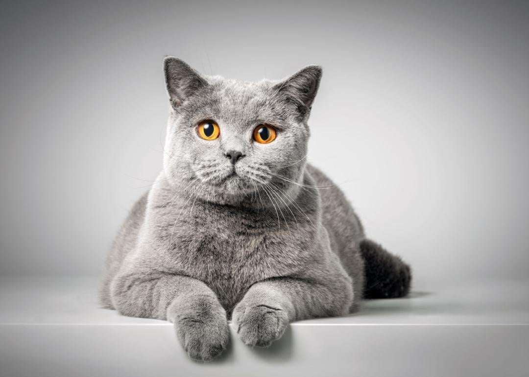Portrait British shorthair cat