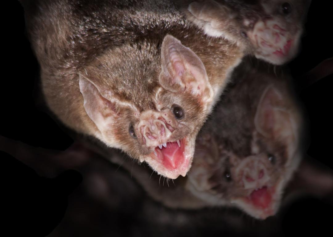 Common vampire bats with black background.