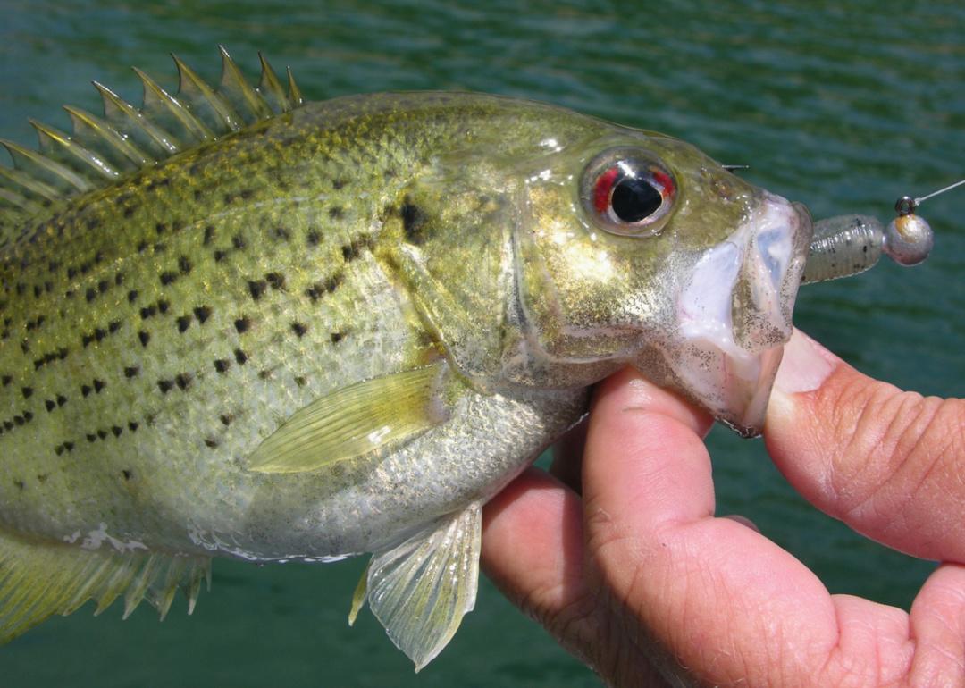 Record fish caught in Missouri