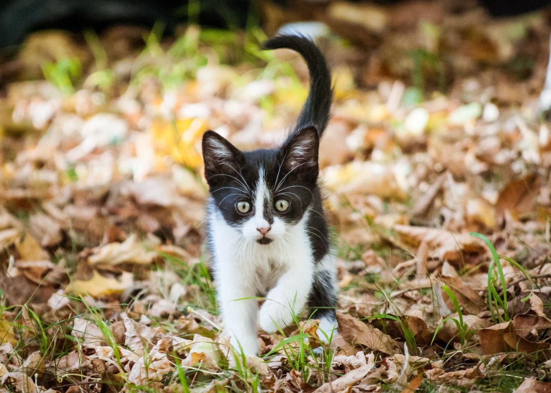Black and white European shorthair kitten walking towards the camera