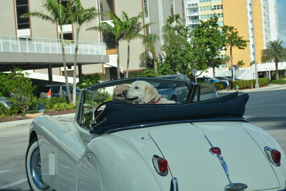 The most dog friendly cities in America