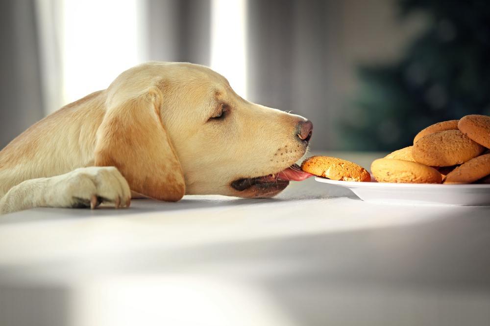 30 touching photos of America's #1 dog breed: the labrador