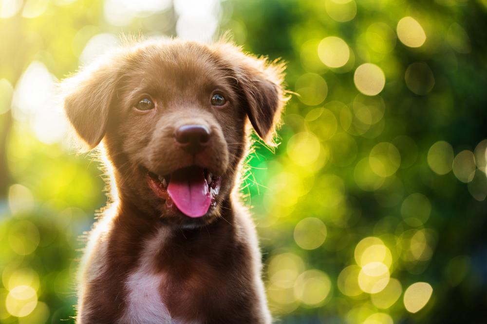 30 touching photos of America's #1 dog breed: the labrador