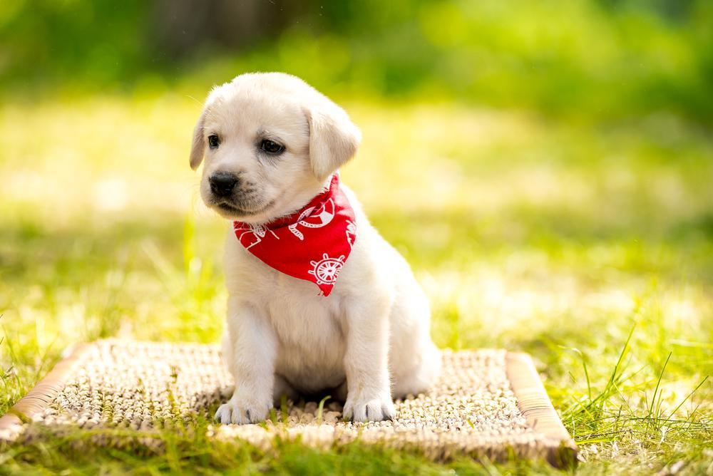 30 touching photos of America's #1 dog breed: the labrador