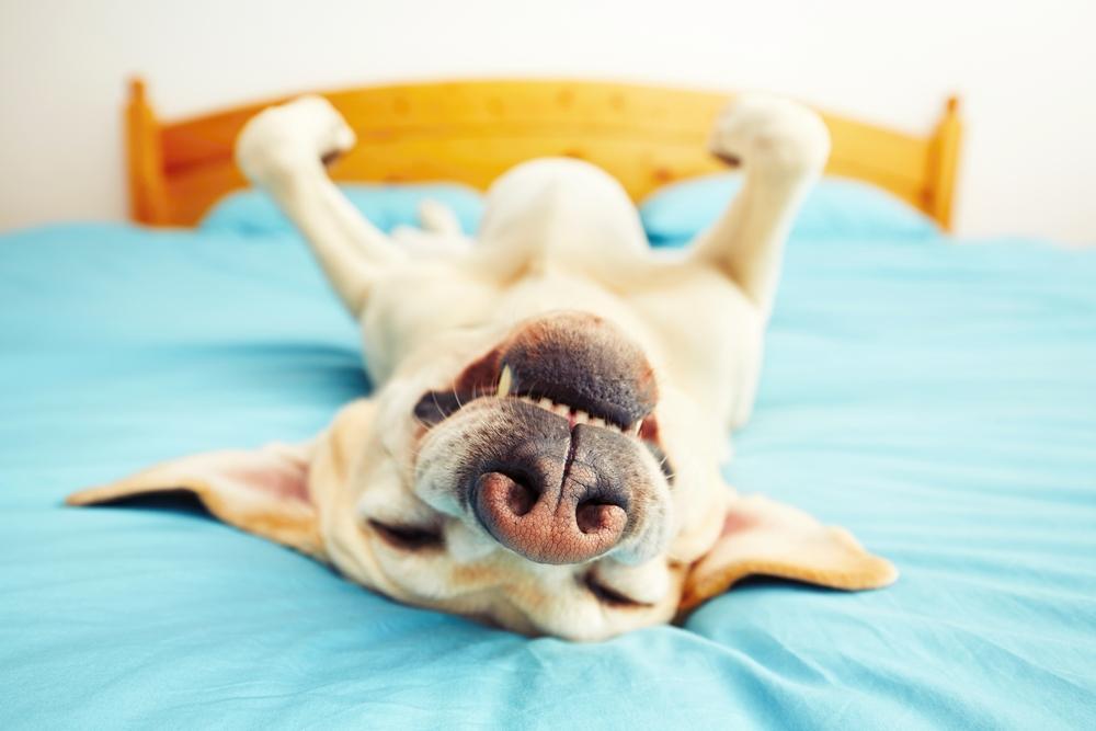 30 touching photos of America's #1 dog breed: the labrador