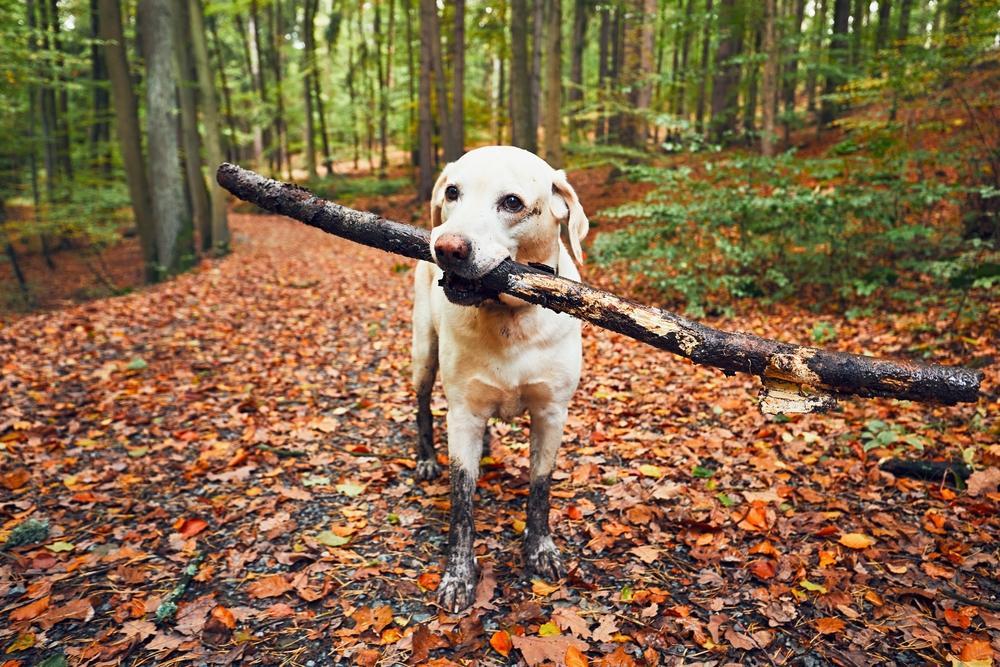30 touching photos of America's #1 dog breed: the labrador retriever