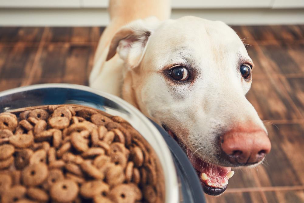30 touching photos of America's #1 dog breed: the labrador