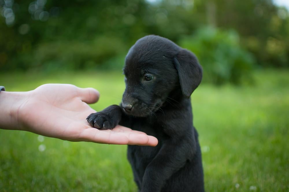 30 touching photos of America's #1 dog breed: the labrador