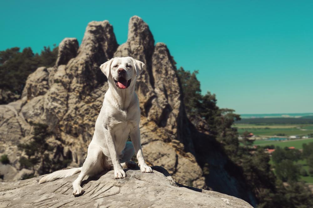 30 touching photos of America's #1 dog breed: the labrador
