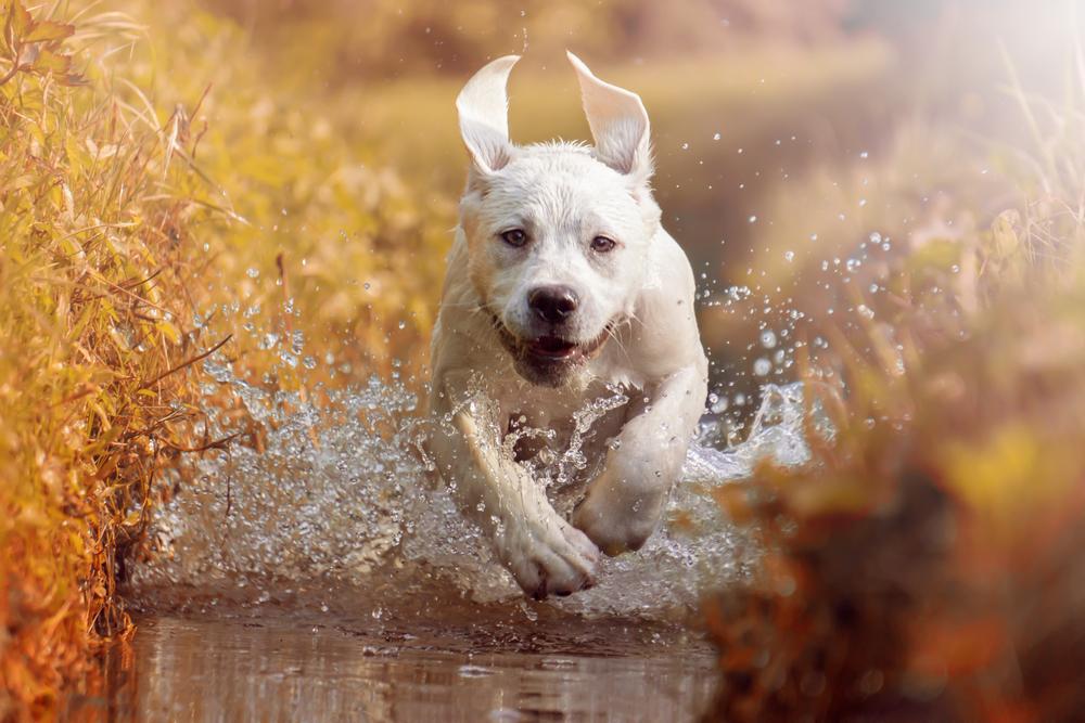 30 touching photos of America's #1 dog breed: the labrador