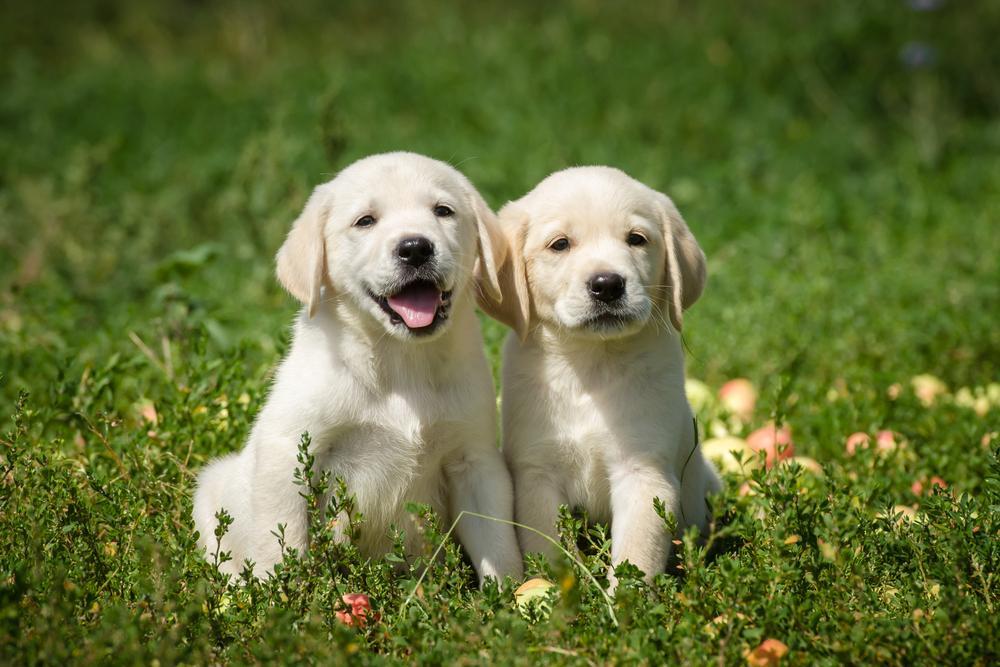 30 touching photos of America's #1 dog breed: the labrador