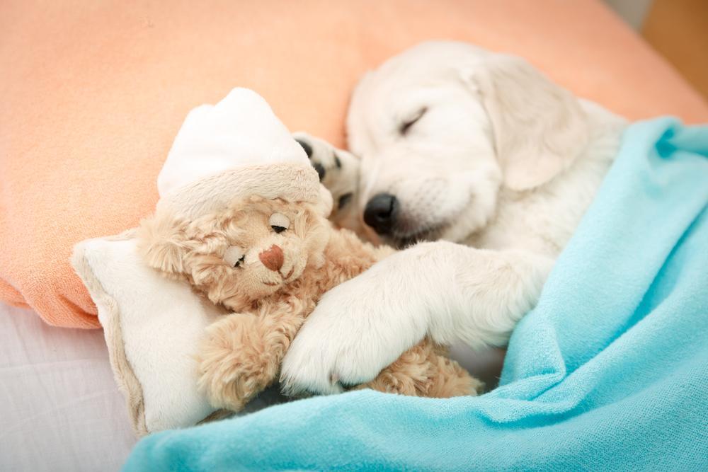 30 touching photos of America's #1 dog breed: the labrador