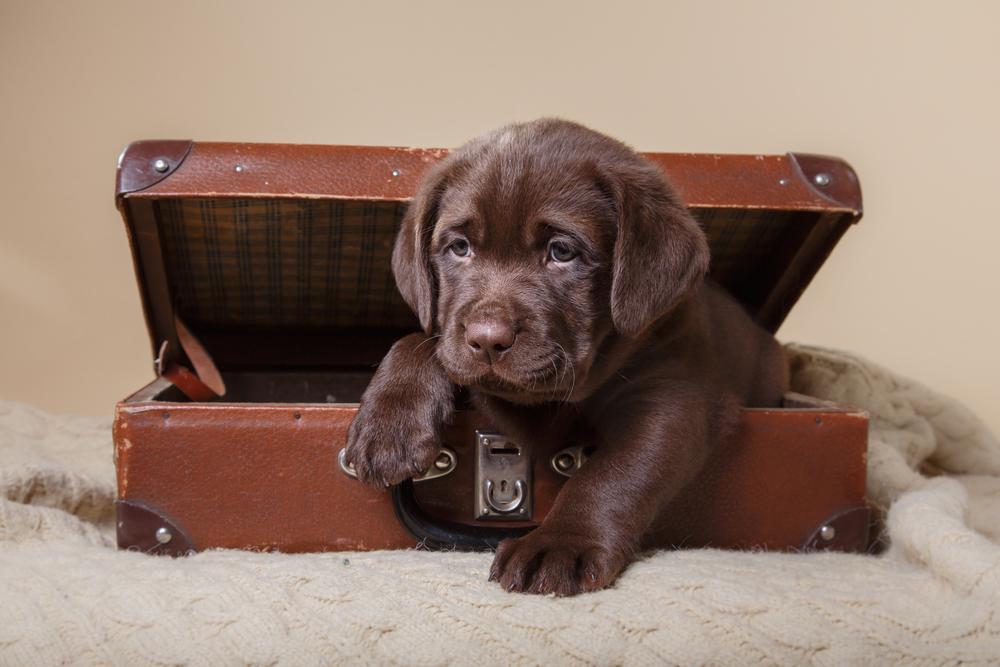 30 touching photos of America's #1 dog breed: the labrador