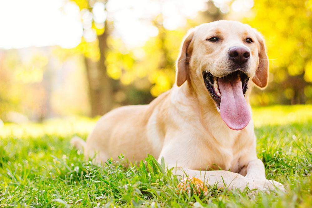 30 touching photos of America's #1 dog breed: the labrador