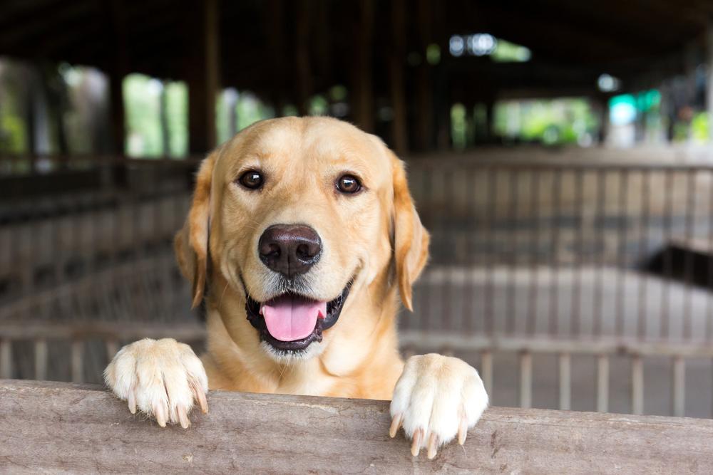 30 touching photos of America's #1 dog breed: the labrador