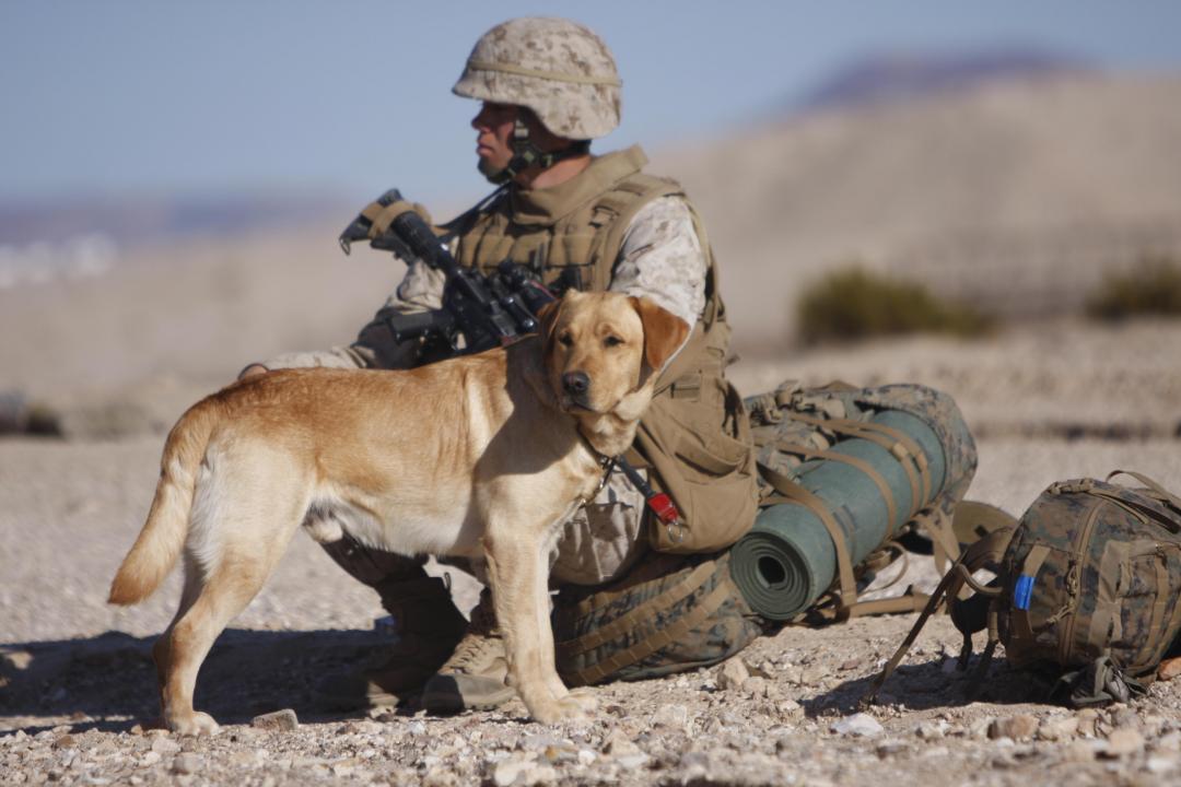30 touching photos of America's #1 dog breed: the labrador