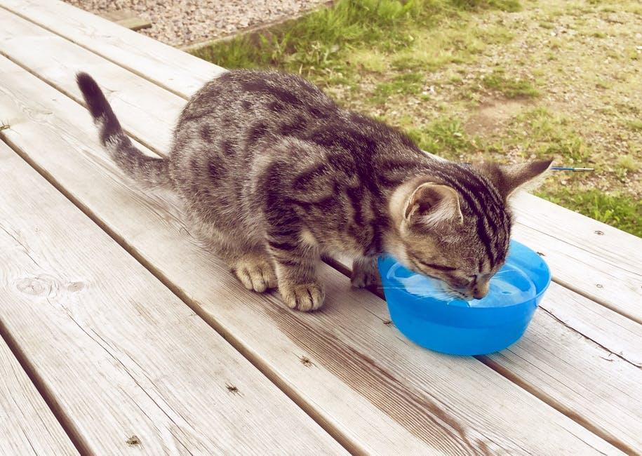 Tabby cat drinking water from a blue bowl on a wooden deck
