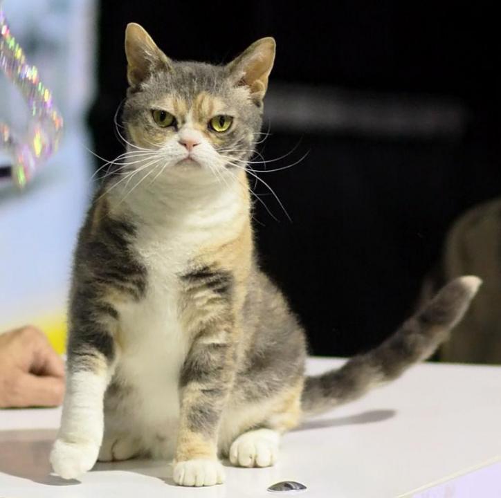 #12. American wirehair (tie)