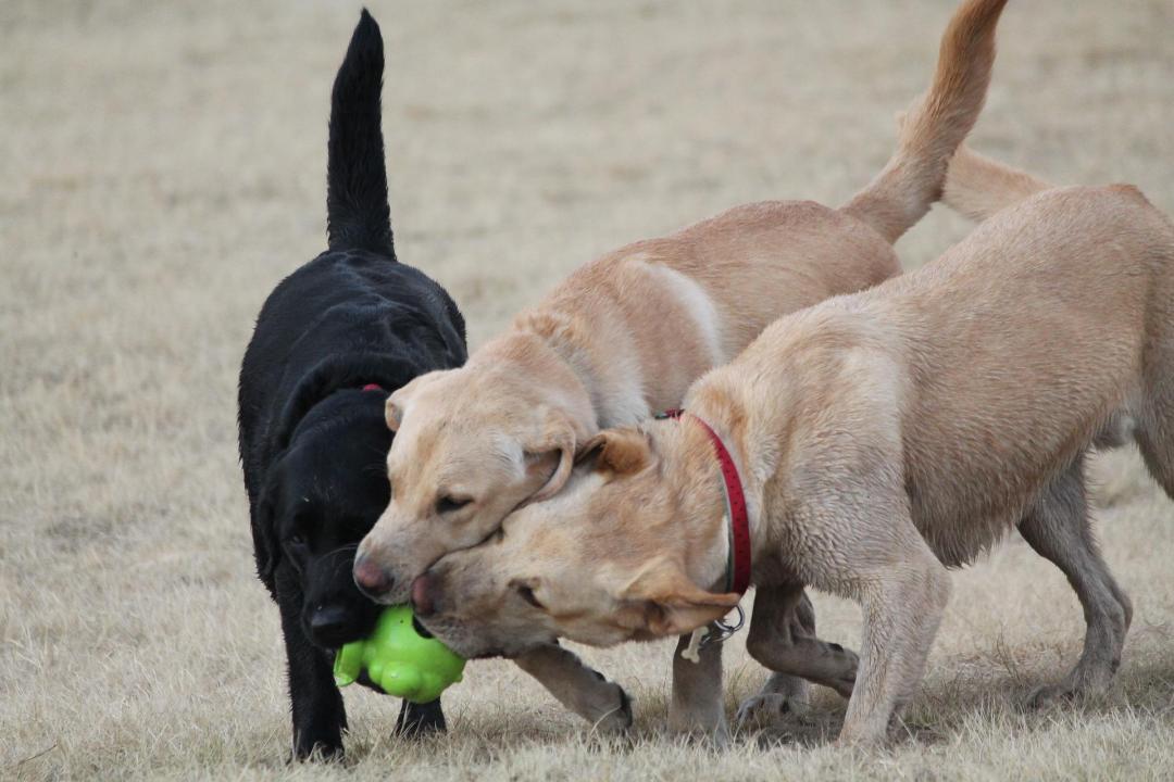 30 touching photos of America's #1 dog breed: the labrador