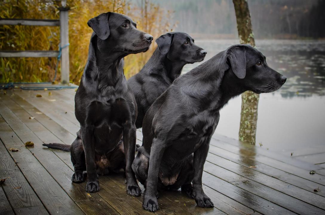 30 touching photos of America's #1 dog breed: the labrador