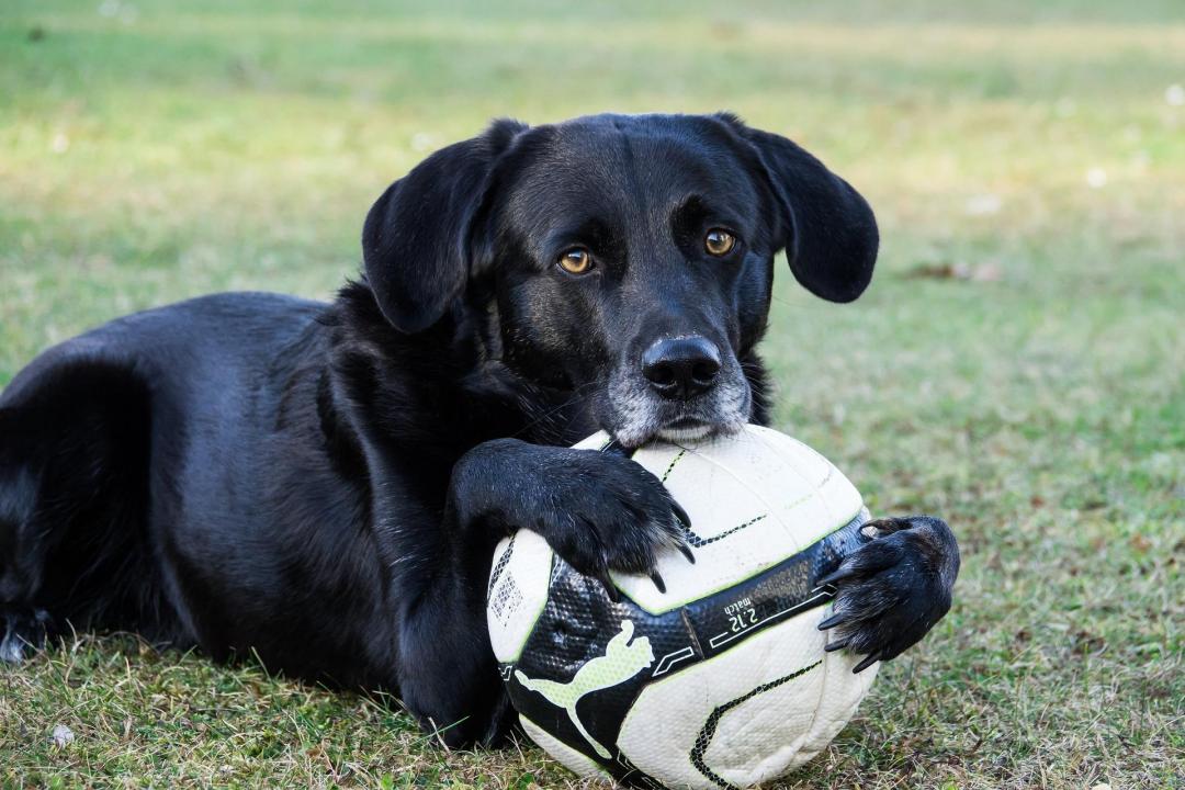 30 touching photos of America's #1 dog breed: the labrador