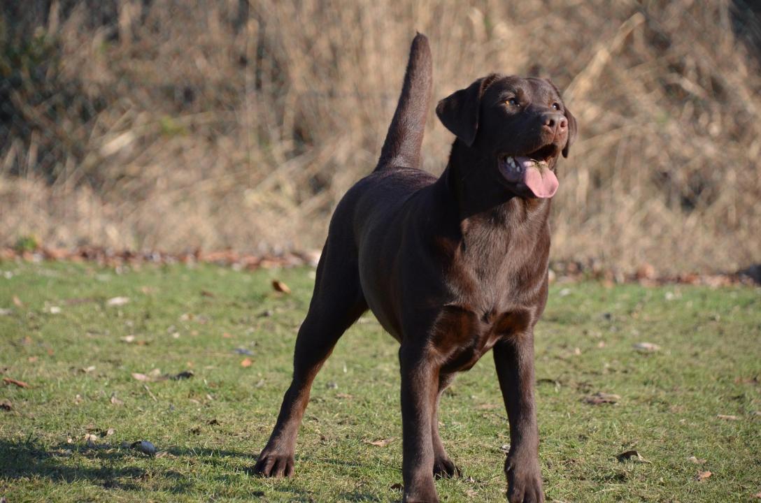30 touching photos of America's #1 dog breed: the labrador
