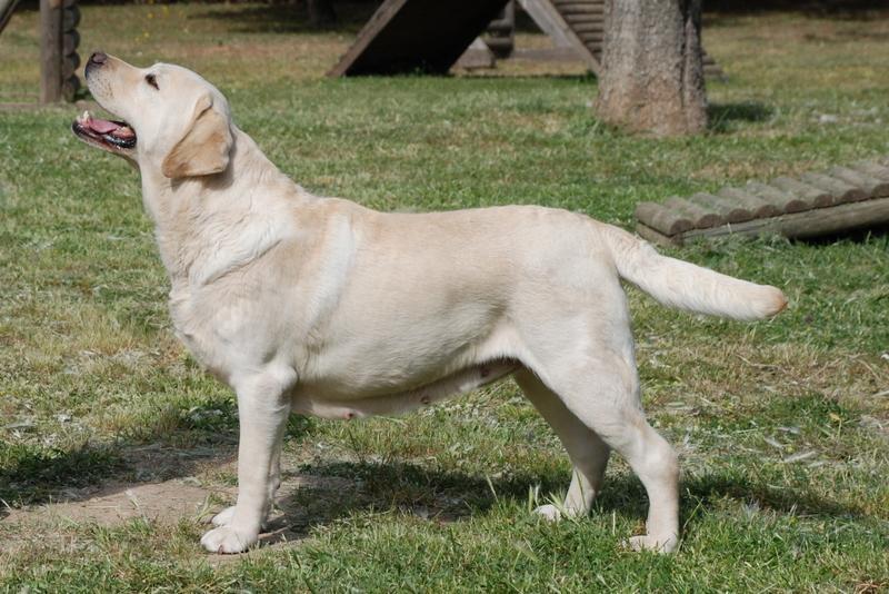 30 touching photos of America's #1 dog breed: the labrador