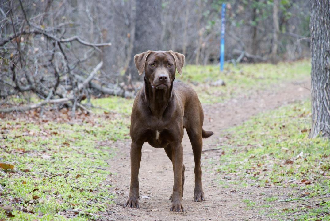 30 touching photos of America's #1 dog breed: the labrador