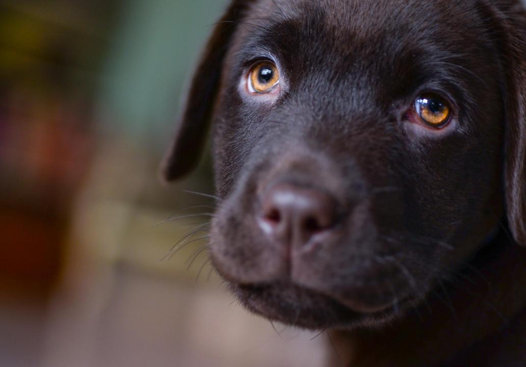 30 touching photos of America's #1 dog breed: the labrador