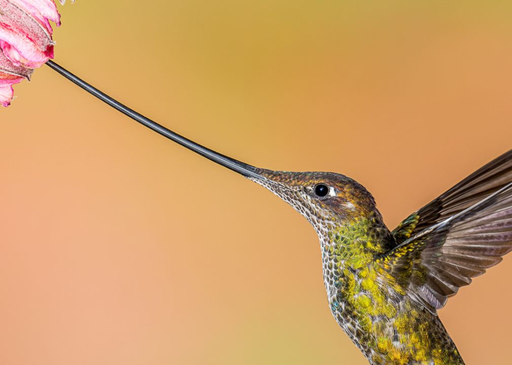 Rare animals featured in Planet Earth, Our Planet, and other nature ...