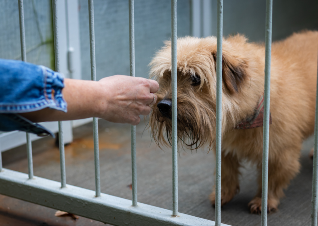 pets without parents oklahoma