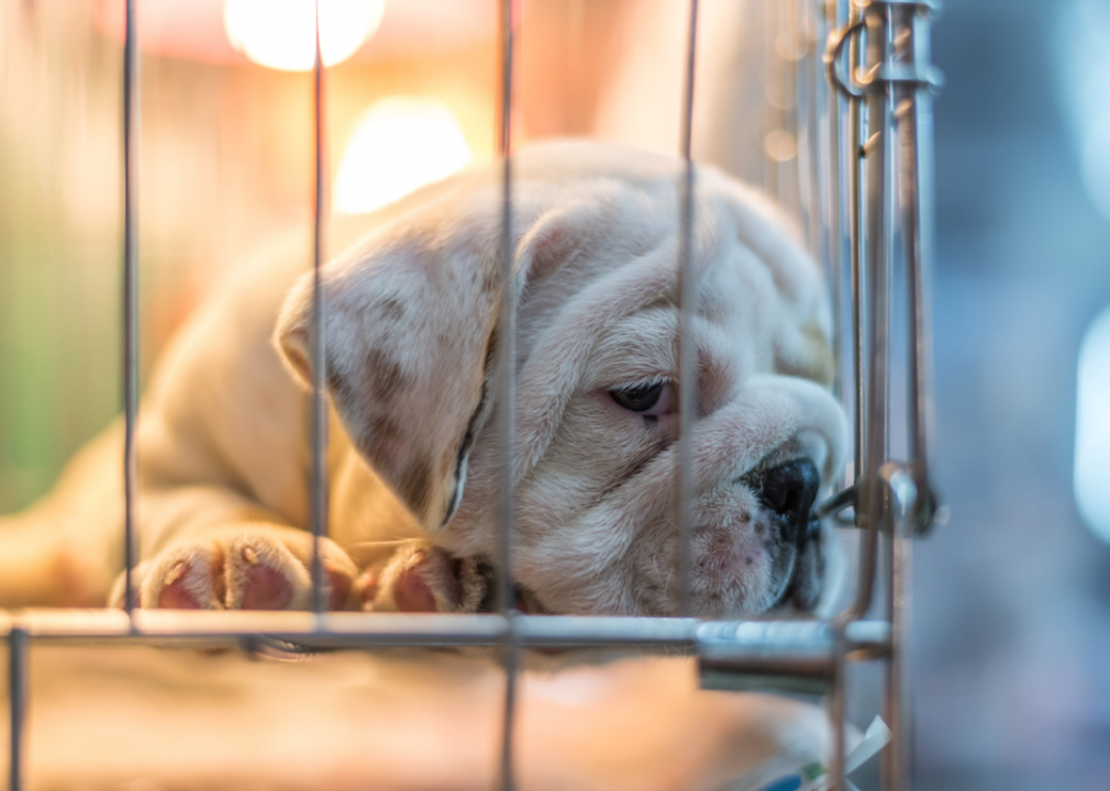 Bulldog