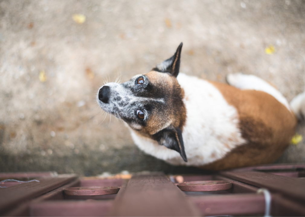 Dog