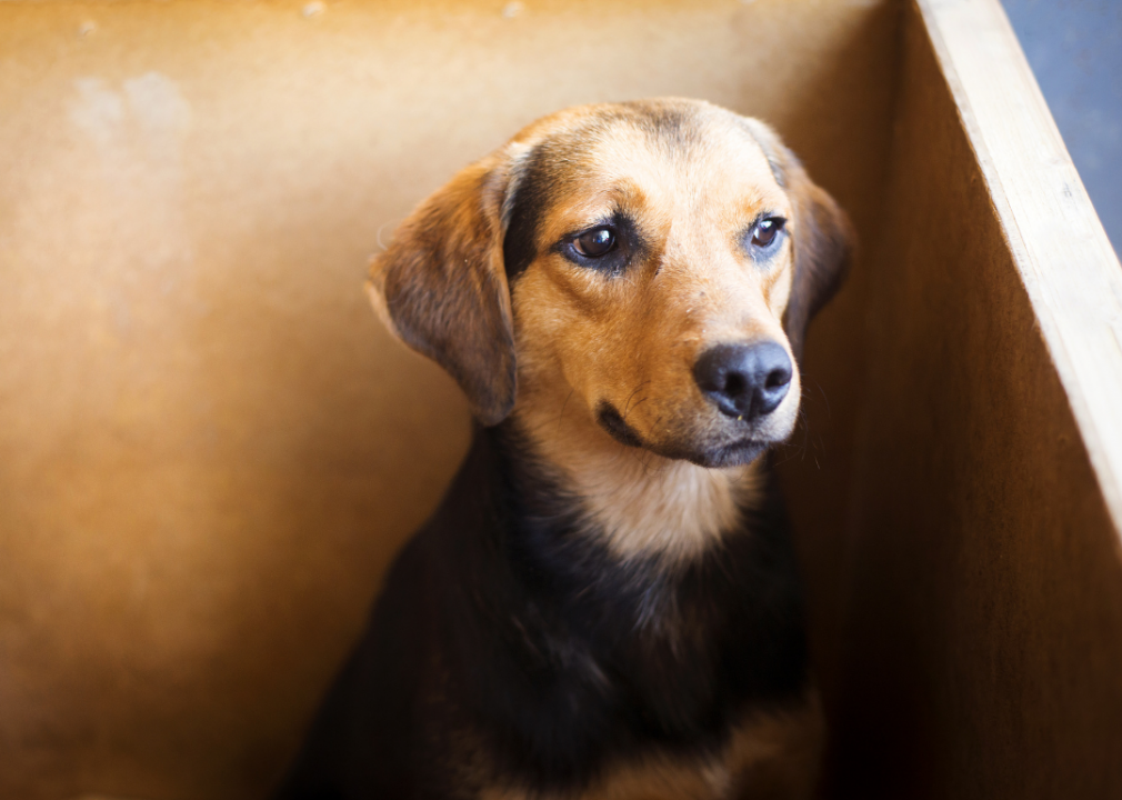 Dog in Box