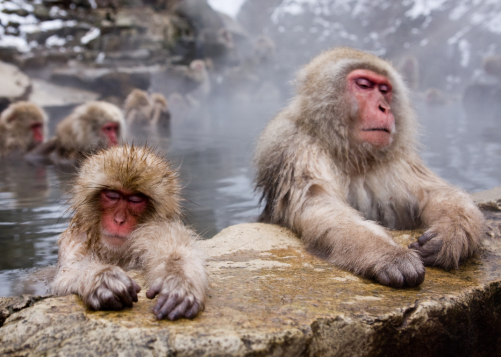 Japanese%20Macaques