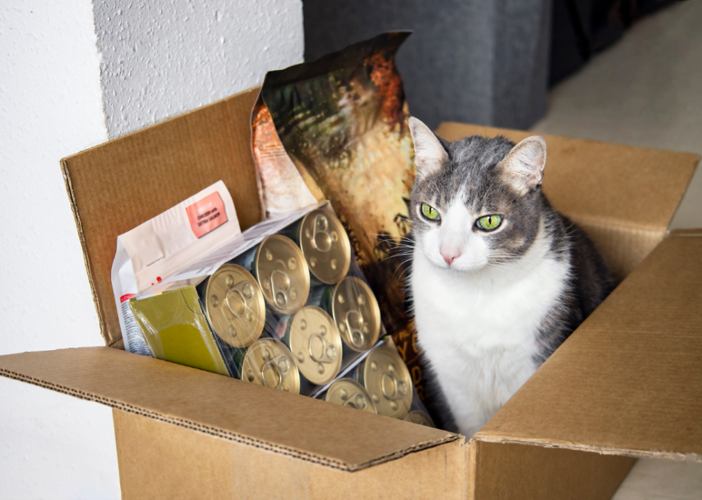 A cat sits inside a cardboard box filled with pet food.